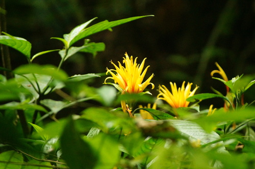 Justicia fimbriata, photograph 4