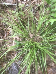 Carex venusta minor
