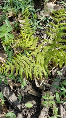 Athyrium filix-femina