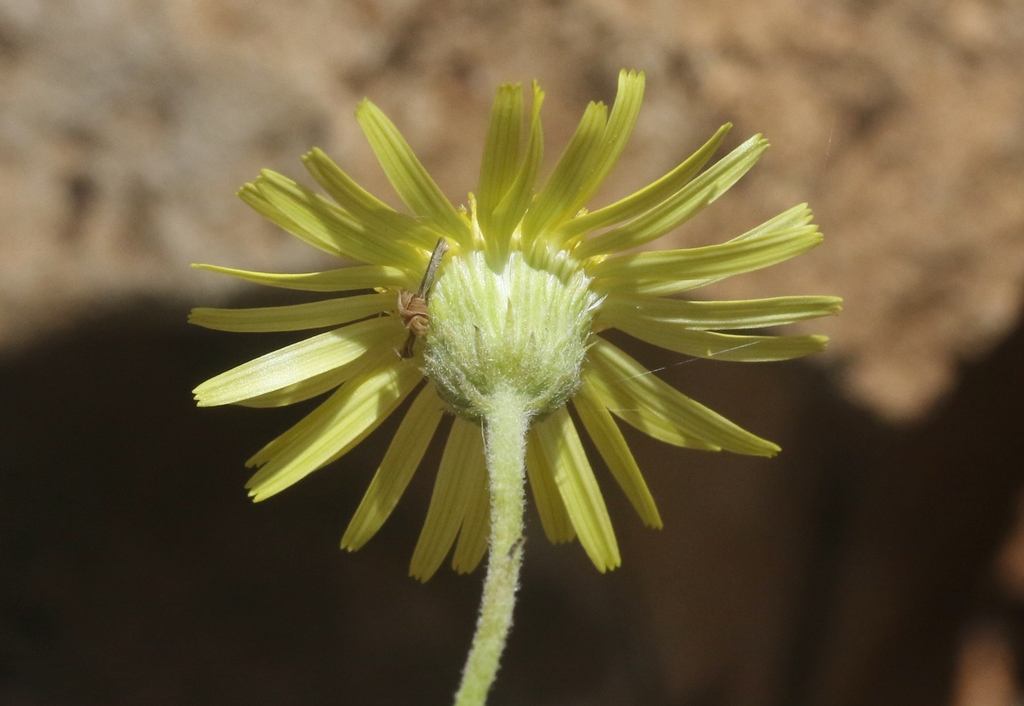 Pulicaria diversifolia