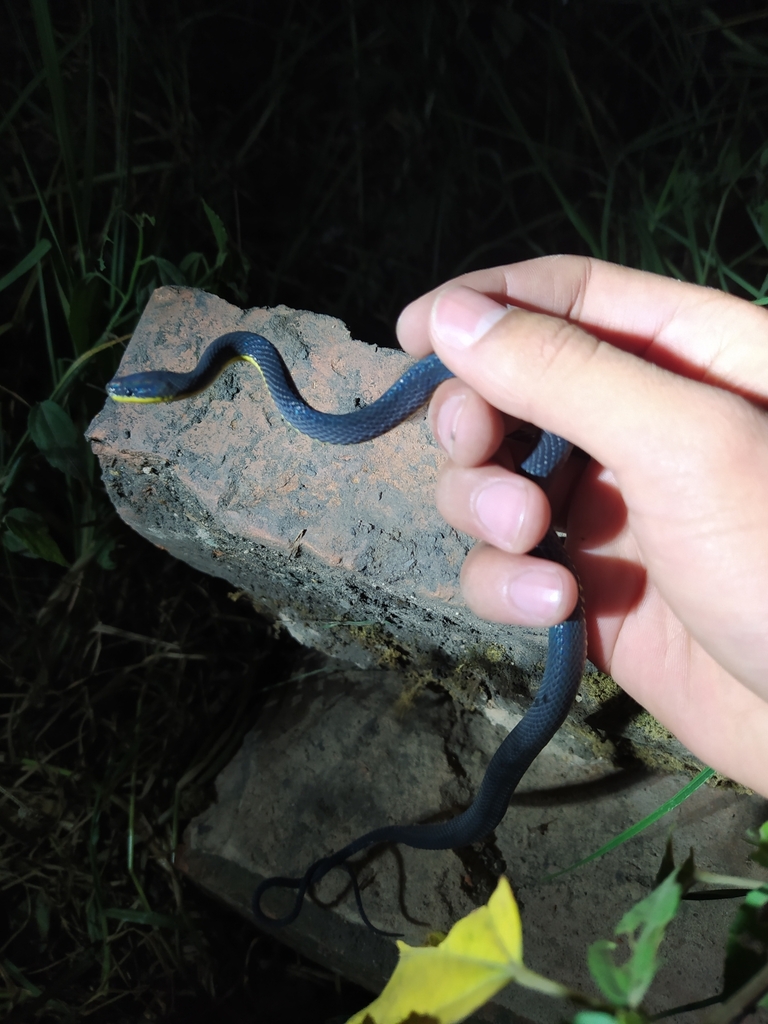 Lasalle's Fishing Snake