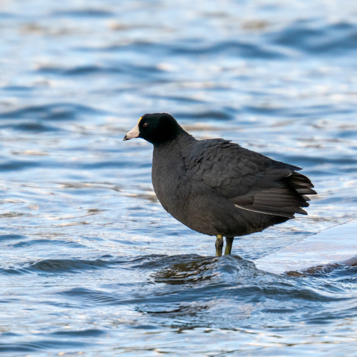 American Coot photographed in Arizona