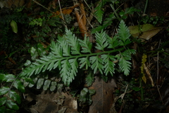 Asplenium appendiculatum maritimum