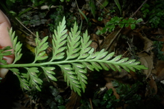 Asplenium appendiculatum maritimum