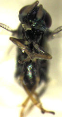 Psyllaephagus acaciae