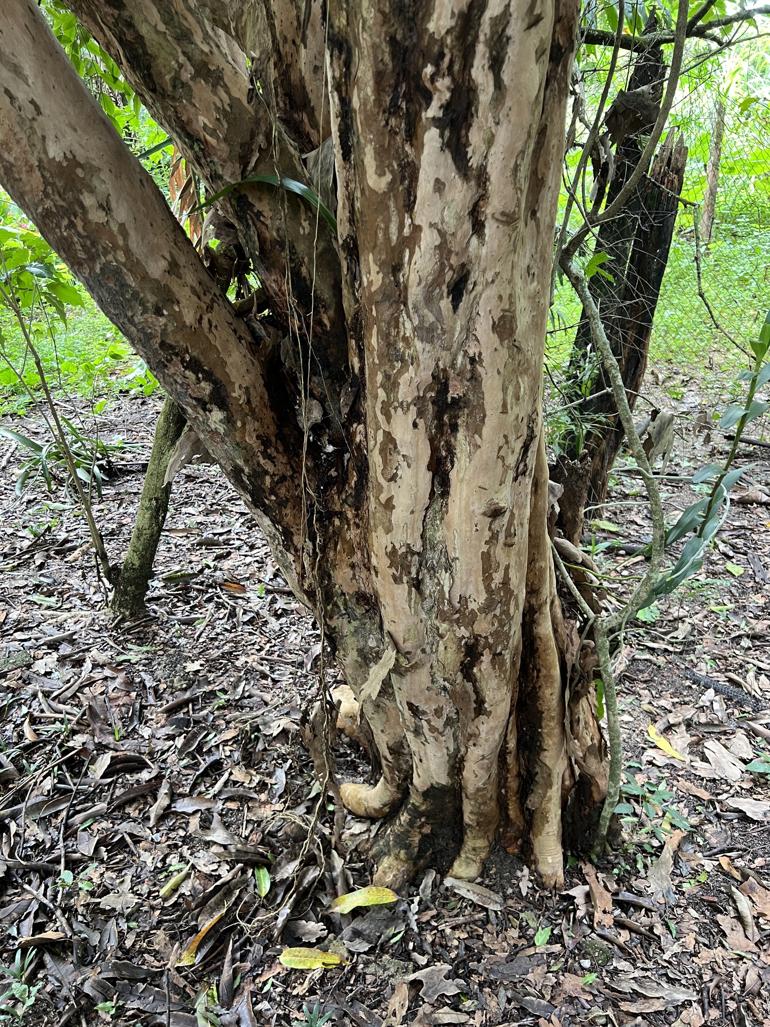 Imagem de Jabuticaba-paulista