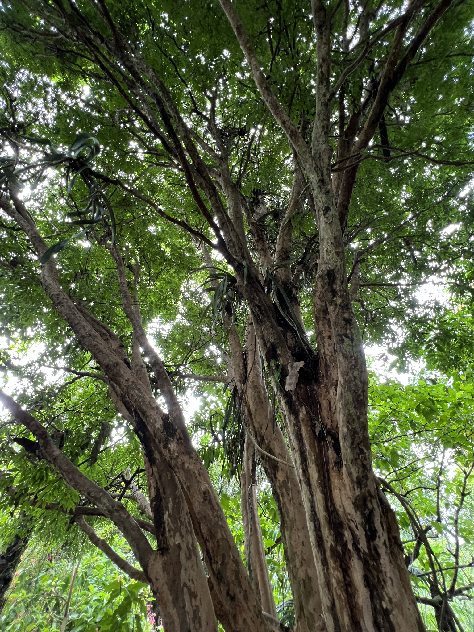 Imagem de Jabuticaba-paulista
