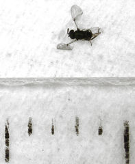 Psyllaephagus acaciae