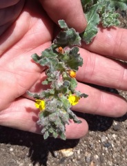 Camissoniopsis confusa