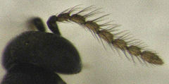 Epiblatticida minutissimus