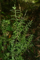 Veronica parviflora