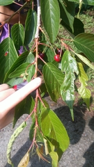 Prunus transarisanensis