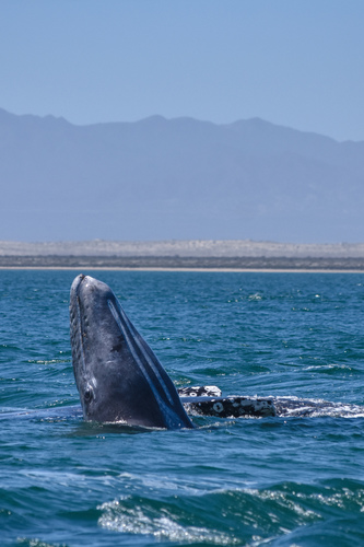 Gray whale