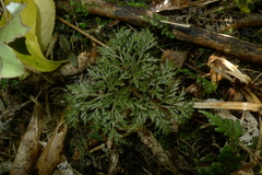 Sceptridium biforme