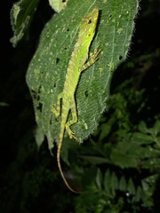 Fitch's Anole photo 4