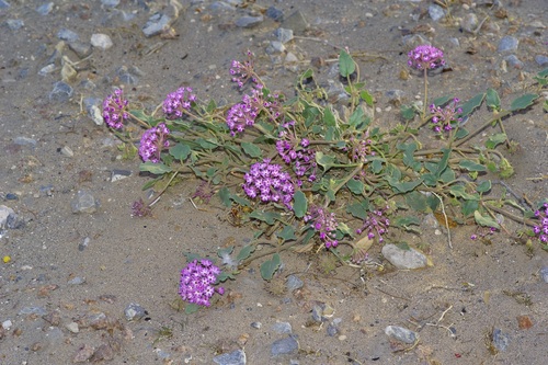 Image of Abronia angustifolia by (c) Michelle W. （鍾偉瑋）, some rights reserved (CC BY)