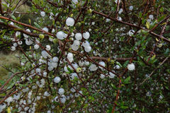 Coprosma propinqua propinqua