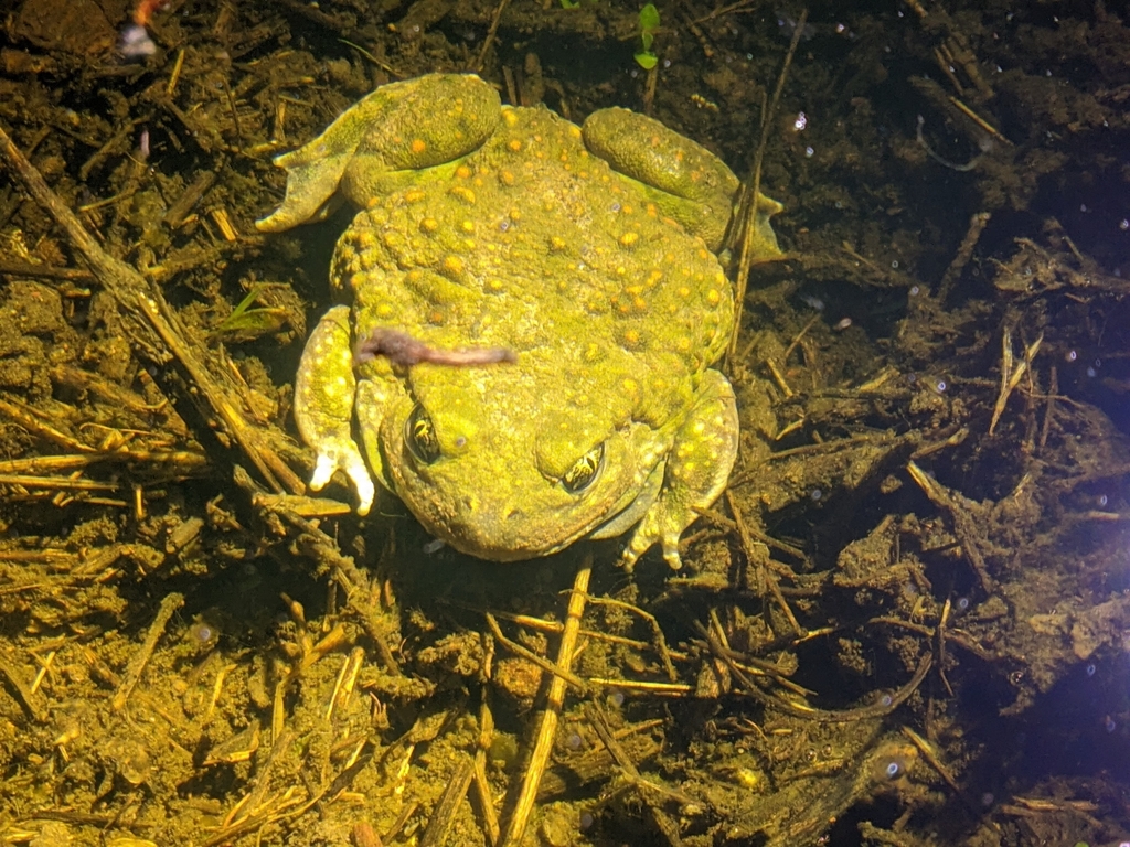 Western Spadefoot in March 2024 by Bryce Johnson · iNaturalist