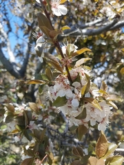 Prunus