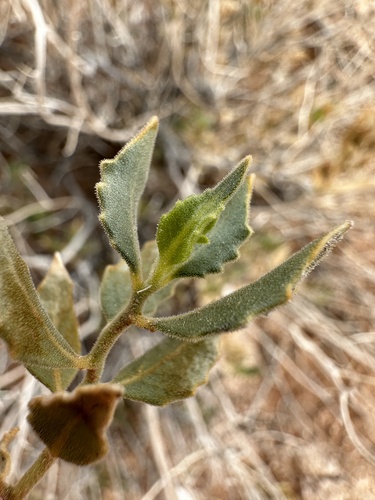 Image of Petalonyx parryi by (c) Matt Berger, some rights reserved (CC BY)