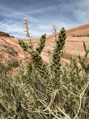Image of Mortonia utahensis by (c) Matt Berger, some rights reserved (CC BY)