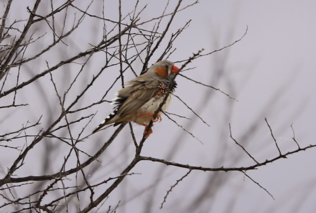 Zebra Finch (Taeniopygia guttata)