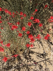 Ipomopsis tenuifolia