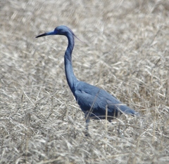 Egretta caerulea × tricolor