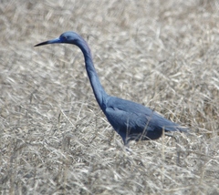 Egretta caerulea × tricolor