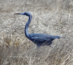 Egretta caerulea × tricolor