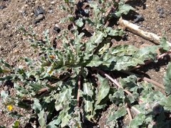 Camissoniopsis confusa