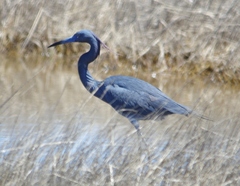 Egretta caerulea × tricolor