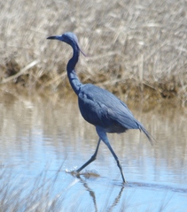 Egretta caerulea × tricolor