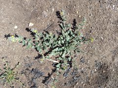 Camissoniopsis confusa