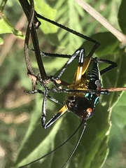 Pterophylla beltrani