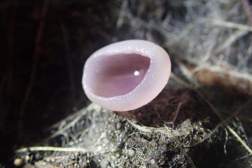 iNaturalist observation photo of Violet Fairy Cup