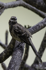Mimus longicaudatus