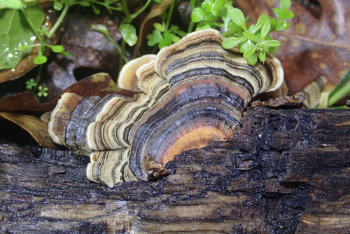iNaturalist observation photo of Turkey-tails and allies