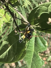 Pterophylla beltrani