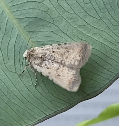 Pale Mottled Willow Moth photo 6