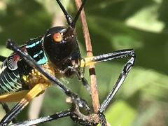 Pterophylla beltrani