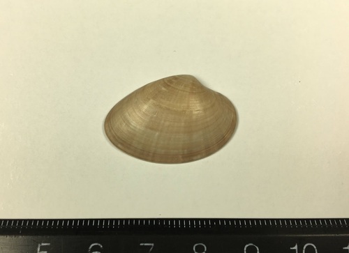 Paphia vernicosa observed 2024-02-24