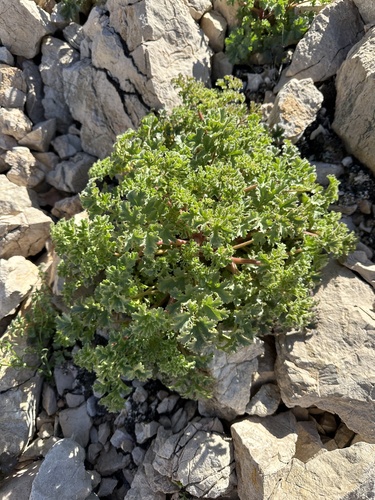 Image of Pedicellate Phacelia (Phacelia pedicellata) by (c) Matt Berger, some rights reserved (CC BY)