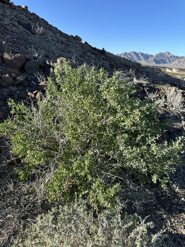 Image of Lycium cooperi by (c) Matt Berger, some rights reserved (CC BY)