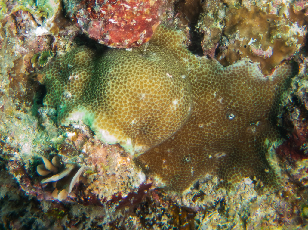 Pore Corals from Anchor Wreck, Menjangan, Bali, Indonesia on March 25 ...