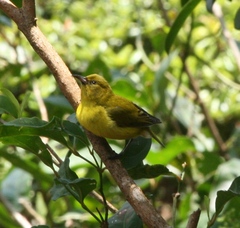 Chlorodrepanis flava