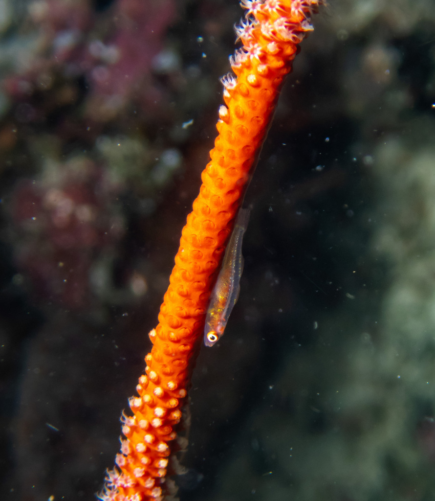 Sea whip
