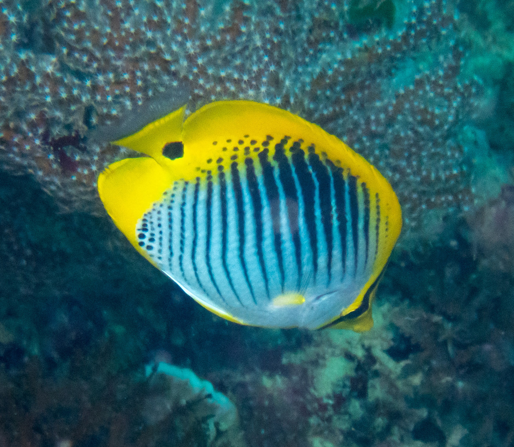 Spot-tail Butterflyfish