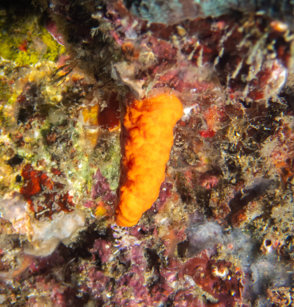Paraminabea aldersladei