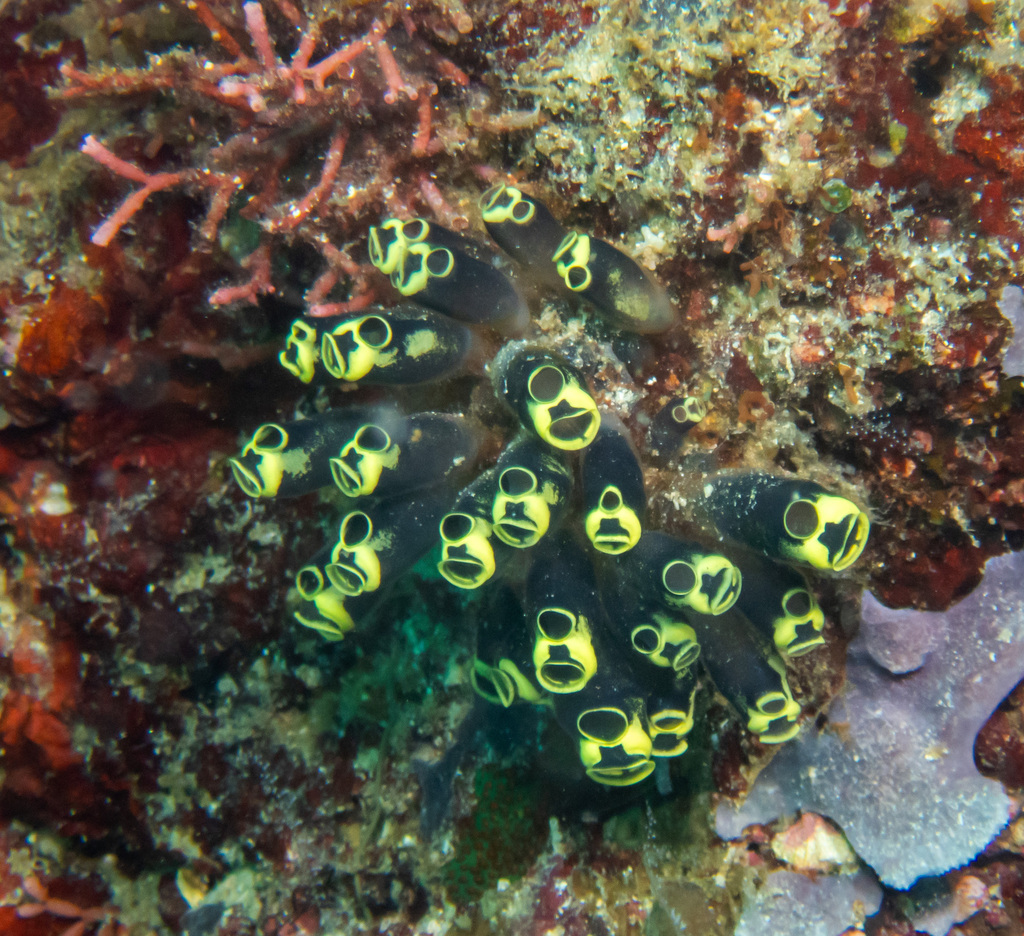 Social Tunicate